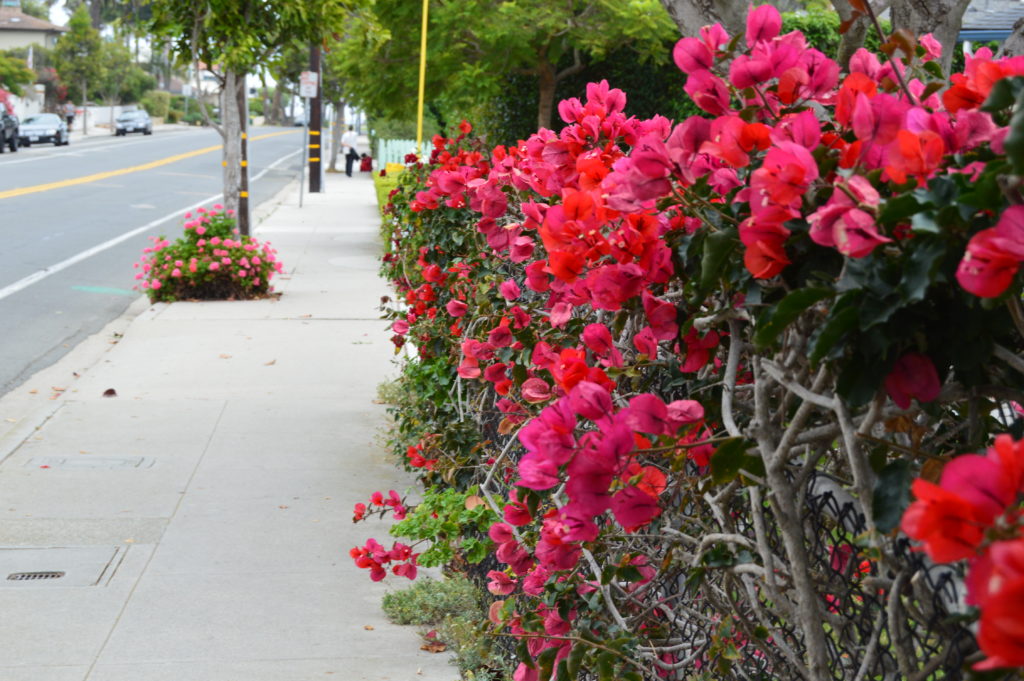 Pretty streets of Santa Barbara