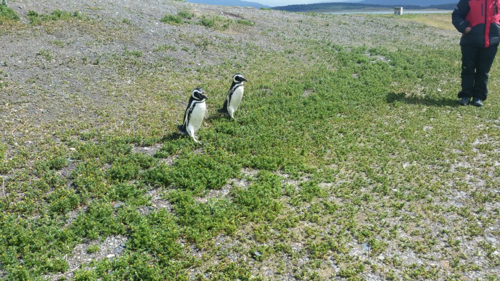 Penguins in their natural habitat - Martillo Island, Ushuaia